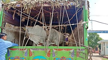 Bharatpur: रूपवास में ग्रामीणों ने गौ तस्करों पर किया पथराव, गोवंश से भरे एमपी नंबर के दो ट्रक पकड़े Villagers pelted stones at cow smugglers in Bharatpur Rupwas