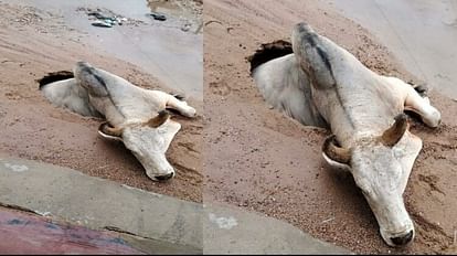 Rajasthan News: सीकर के फतेहपुर शेखवाटी में अचानक फटी धरती, सड़क पर चल रहा सांड गड्ढे में धंसा, बड़ा हादसा टला Rajasthan News: A bull fell into a pit due to a burst of earth in Sikar's Fatehpur Shekhwati.